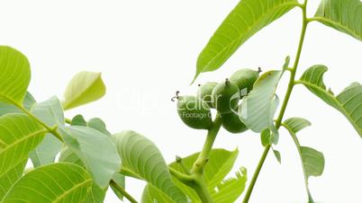 unripe fruits of a walnut tree