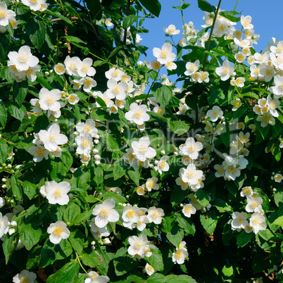 blooming jasmine bush