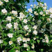 blooming jasmine bush