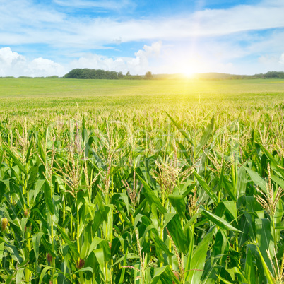 sunrise over the corn field