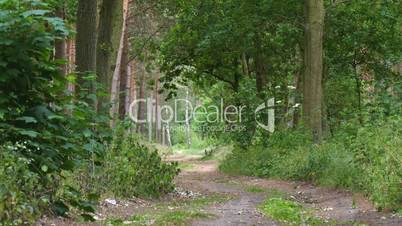 an idyllic forest path