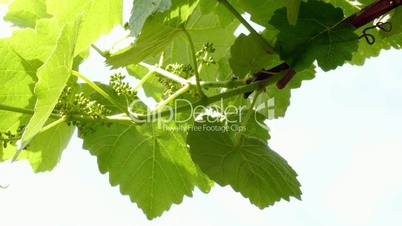 Vine leaves with unripe fruits