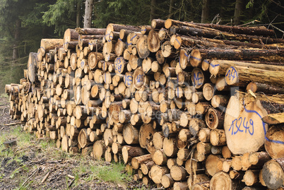 lumber industry