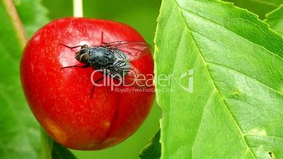 a fly on a cherry