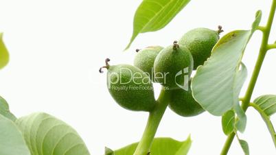 unripe fruits of a walnut tree close up