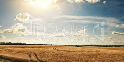 Panorama rural field with ripe wheat