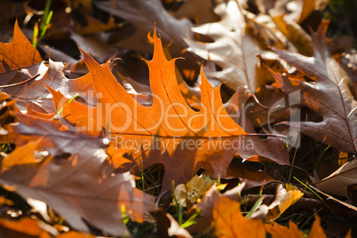 herbstblaetter