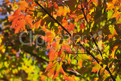 herbstblaetter