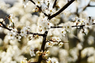 weisse Blueten an einem Obstbaum