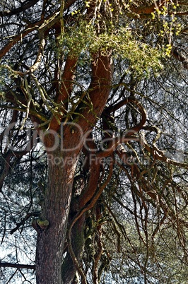 verwachsener Baum