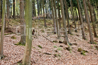 Im Wald