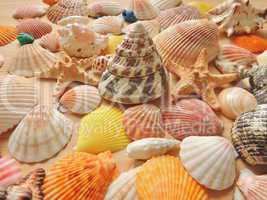 Bright colored sea shell background.