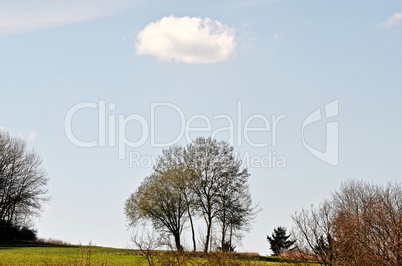 Baumgruppe mit Wolkenkrone