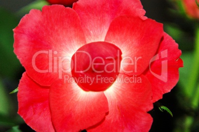 Rosenbluete rot Rosenbluete rot