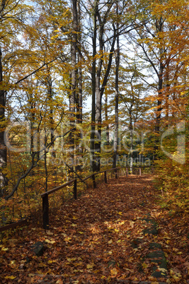 Waldweg im Herbst