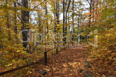 Waldweg im Herbst