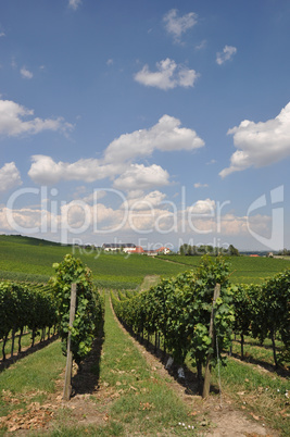 Weinberg bei Mainz