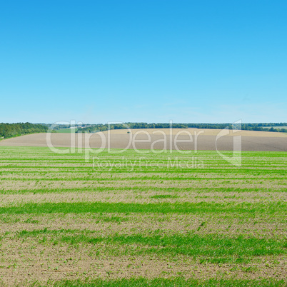 field, sunrise and blue sky