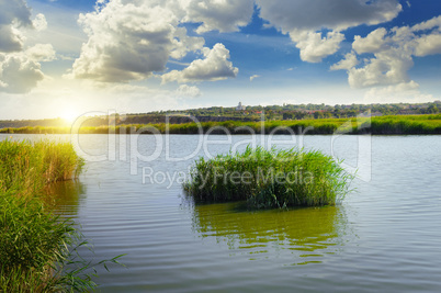 thickets of reeds on the lake