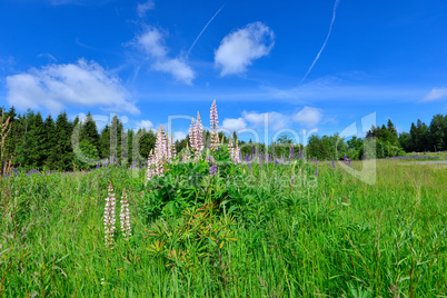 Sommerwiese blauer Himmel