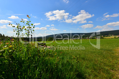 Blumenwiese im Sommer