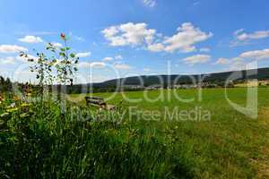 Blumenwiese im Sommer