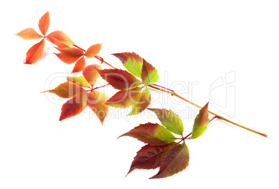 Multicolor autumn twig of grapes leaves