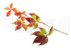 Multicolor autumn twig of grapes leaves