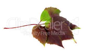 Multicolor autumn virginia creeper leaf (Parthenocissus quinquef