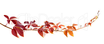 Twig of autumn multicolor grapes leaves