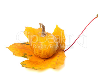 Small decorative pumpkin on orange autumn maple-leaf