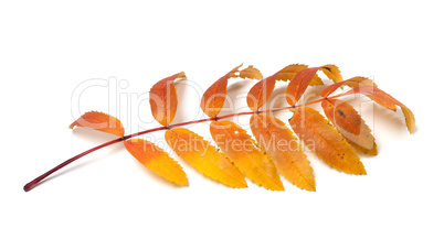 Autumn rowan leaves on white background