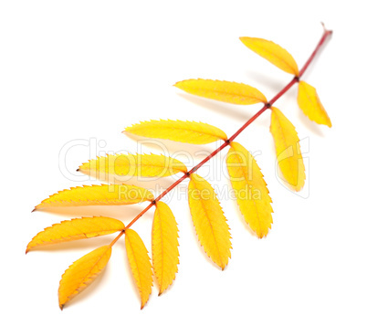 Yellow autumn rowan leaf on white background