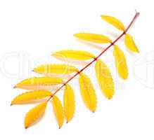 Yellow autumn rowan leaf on white background