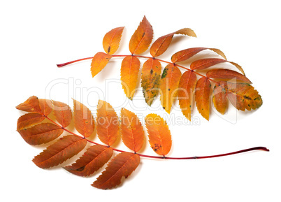 Two autumnal rowan leafs