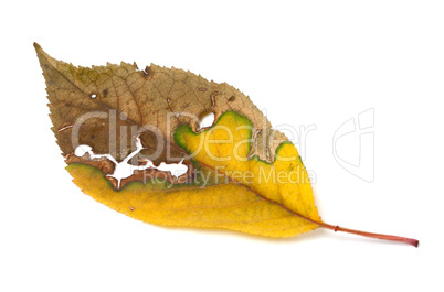 Dried yellowed autumn leaf with holes
