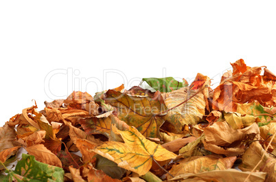 Autumn dry maple leafs on white background