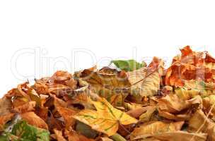 Autumn dry maple leafs on white background