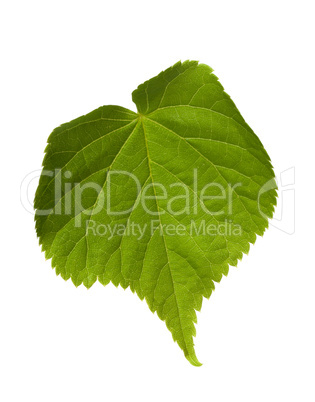 Green tilia leaf