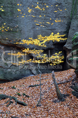 Baum an einem Felsen