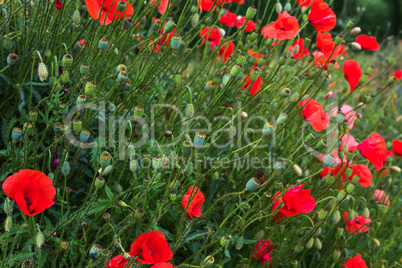 poppy flower