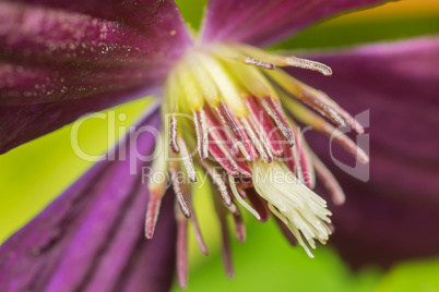 Purple clematis