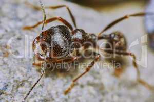 Ant outside in the garden