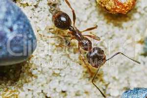 Ant outside in the garden