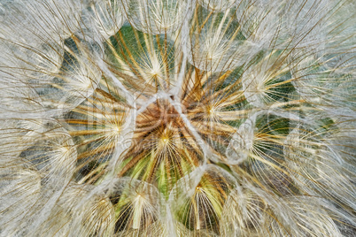 Dandelion closeup