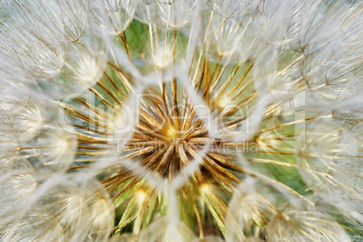 Dandelion closeup