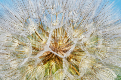 Dandelion closeup