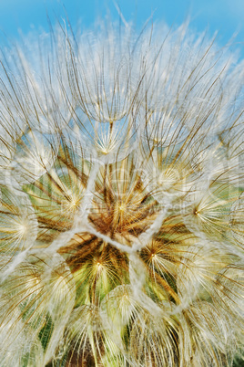 Dandelion closeup