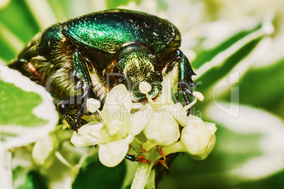 Green chafer