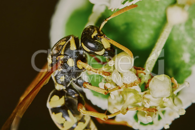 Wasp on a flowering tree
